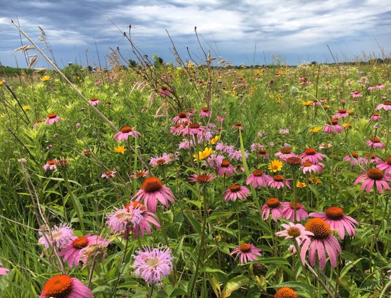 Illinois Pollinator Plus WILDFLOWERS ONLY Seed Mix Pheasants Forever